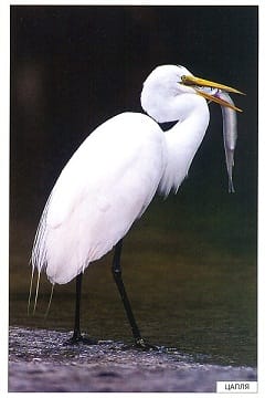 Пособие Расскажите детям о Животных (набор) МС00469(11703) галерея 20