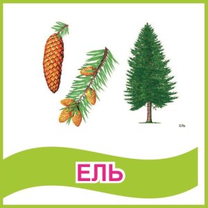 Табличка "Ель"