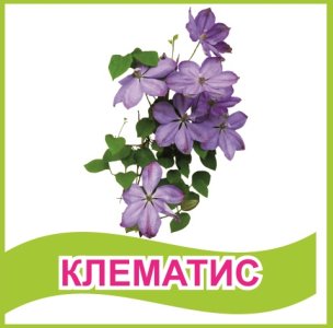 Табличка "Клематис"