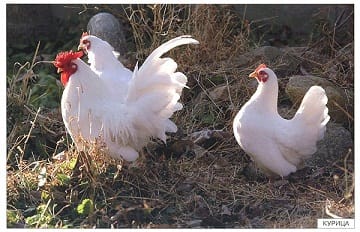 Пособие Расскажите детям о Животных (набор) МС00469(11703) галерея 4