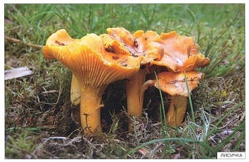 Пособие Расскажите детям о Дарах природы (набор) МС00470-72,810,464(11705) галерея 2