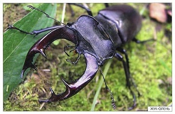 Пособие Расскажите детям о Животных (набор) МС00469(11703) галерея 17