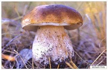 Пособие Расскажите детям о Дарах природы (набор) МС00470-72,810,464(11705) галерея 1