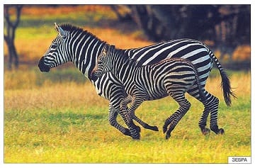 Пособие Расскажите детям о Животных (набор) МС00469(11703) галерея 7