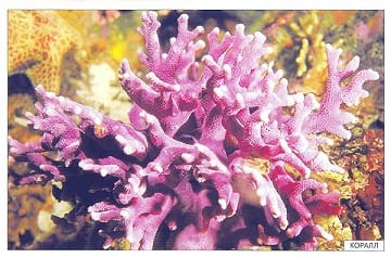 Пособие Расскажите детям о Животных (набор) МС00469(11703) галерея 13