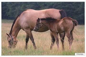 Пособие Расскажите детям о Животных (набор) МС00469(11703) галерея 5