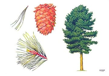 Пособие Расскажите детям о Дарах природы (набор) МС00470-72,810,464(11705) галерея 5