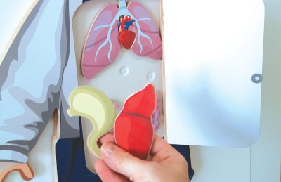 Бизиборд "Мальчик. Органы человека" MG10 галерея 1