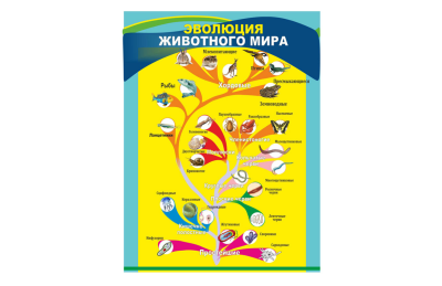 Стенд "Эволюция животного мира"