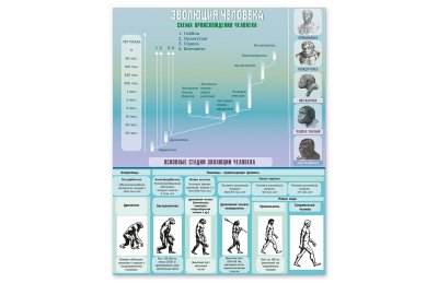 Стенд "Эволюция человека" 80х100 см