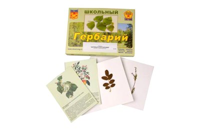 Гербарий. Деревья и кустарники (22 вида, с иллюстрациями)