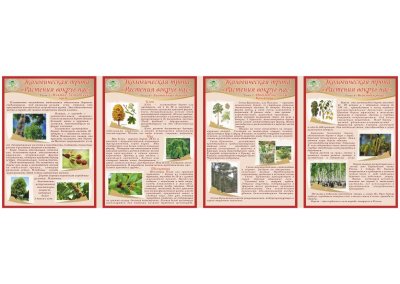 Папка-передвижка "Растения вокруг нас" 12185 галерея 1