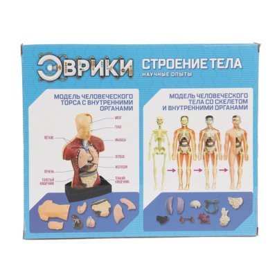 Научный опыт Строение тела 2772940 галерея 1