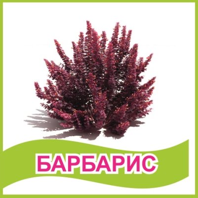 Табличка "Барбарис"
