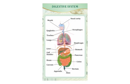 Стенд "Пищеварительная система человека"