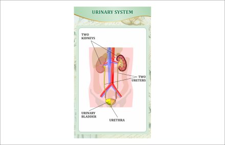 Стенд "Выделительная система человека"
