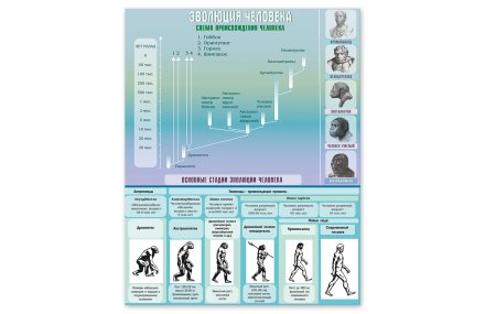 Стенд "Эволюция человека" 80х100 см
