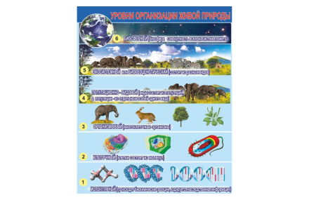 Стенд "Уровни организации живой природы"