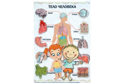 Тело человека с игровым полем фетр