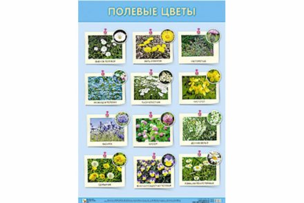 Плакат Полевые цветы
