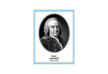 Стенд портрет Карл Линней