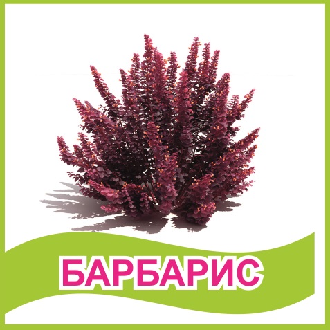 Табличка "Барбарис" 39447N