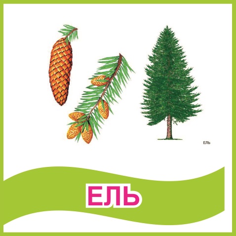 Табличка "Ель" 39451N