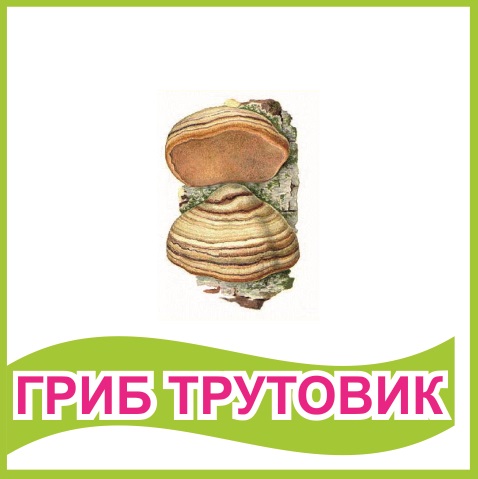 Табличка "Гриб трутовик" 39448N