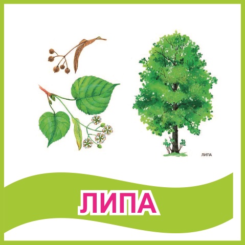 Табличка "Липа" 39458N