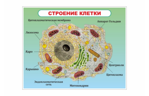 Стенд Строение  клетки 34459