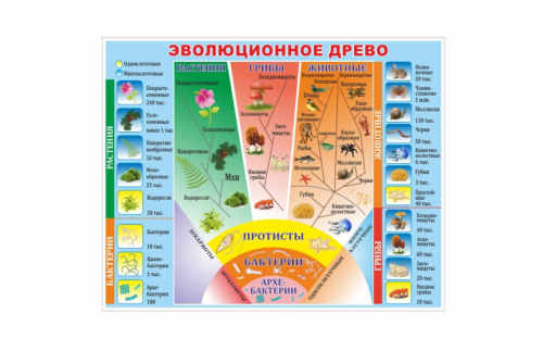 Стенд Эволюционное дерево  34460