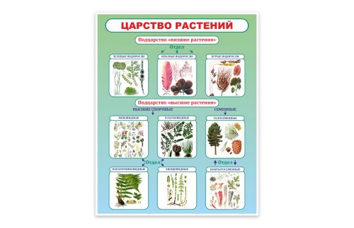 Стенд Царство растений  34617