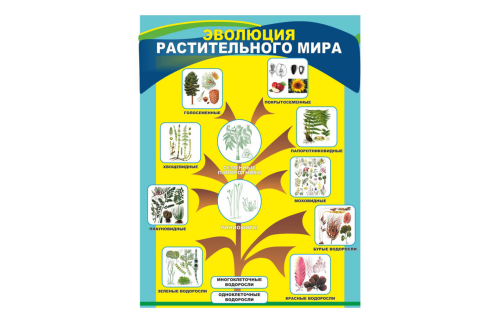 Стенд "Эволюция растительного мира" 39032