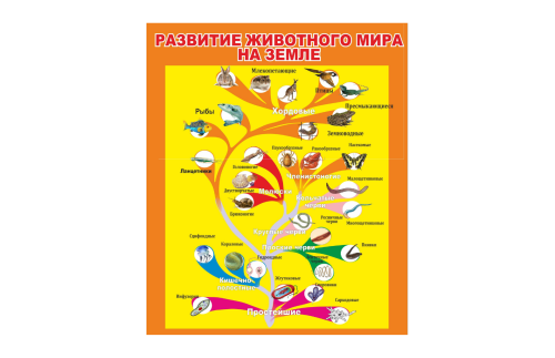 Стенд "Развитие животного мира" 39439N