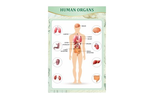 Стенд "Органы человека" 44433