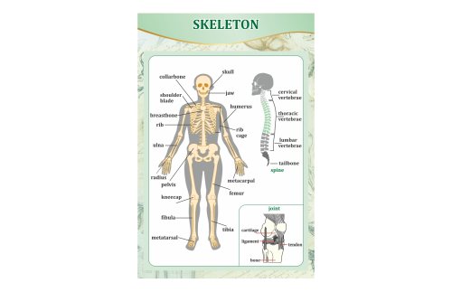 Стенд "Скелет человека" 44434