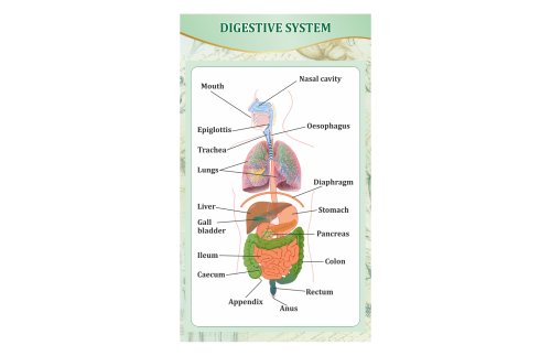 Стенд "Пищеварительная система человека" 44435