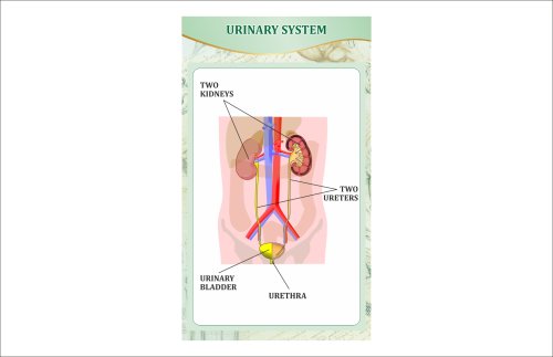 Стенд "Выделительная система человека" 44439