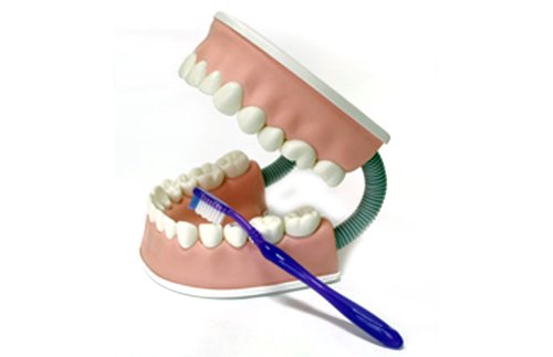 Модель гигиены полости рта в трёхкратном увеличении, с мягким языком 