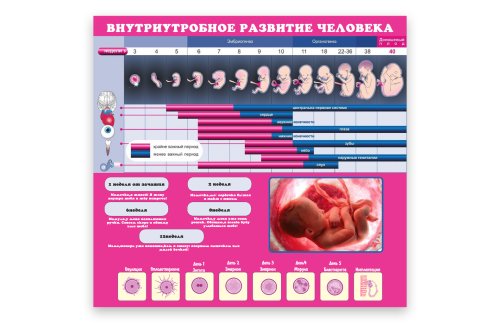 Стенд "Внутриутробное развитие человека" 51797