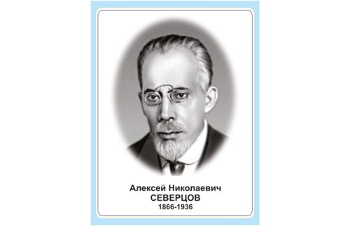 Стенд портрет А. Н. Северцова Н2327-15