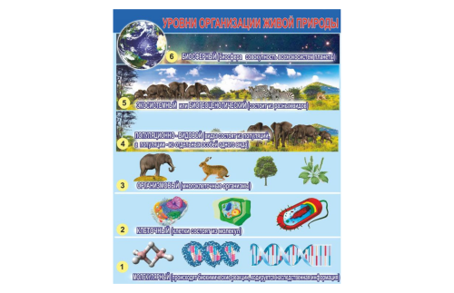 Стенд "Уровни организации живой природы" Н2327-16