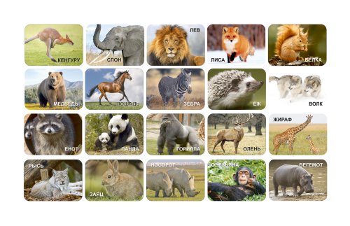 Комплект магнитов "Дикие животные" 11433