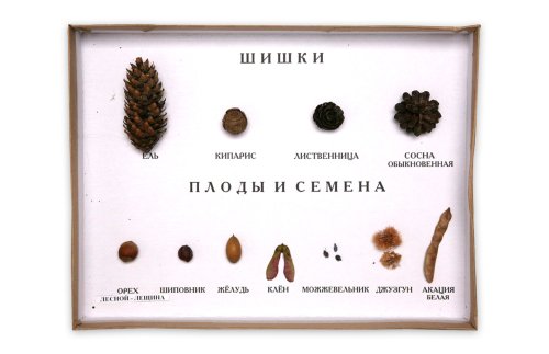 Коллекция. Шишки, плоды, семена деревьев и кустарников 17093