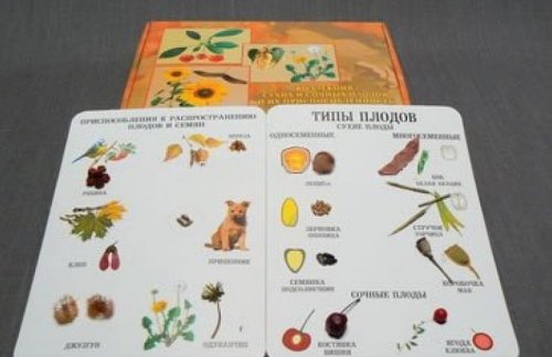 Коллекция. Семена и плоды (2 планшета с рисунками и образцами) 17094