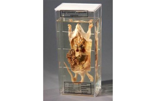 Влажный препарат. Внутреннее строение крысы 17095