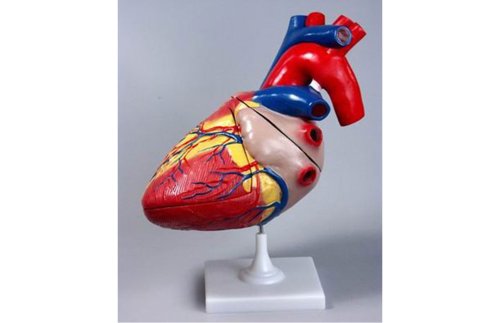 Модель объемная. Сердце 17085