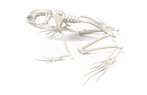 Модель остеологическая. Скелет лягушки 16805