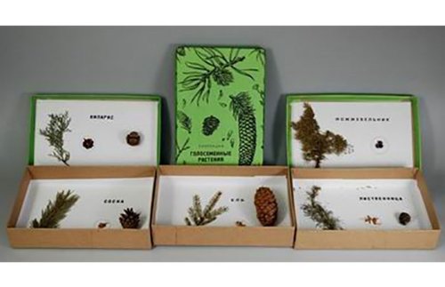 Коллекция. Голосеменные растения 17102