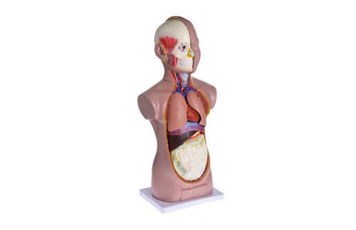 Модель объемная. Торс человека (650 мм) 17104